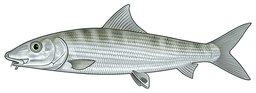 Grey Ghost