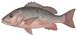 Gray Snapper