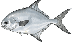 Florida Pompano
