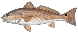Channel Bass