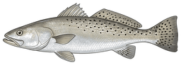 Speck
