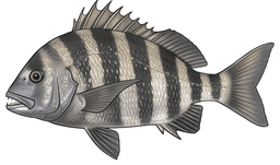 Convict Fish