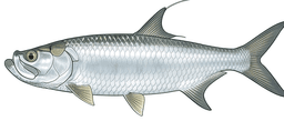 Silver King
