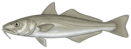 Sea Mullet