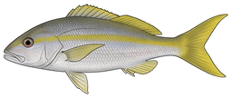 Yellowtail